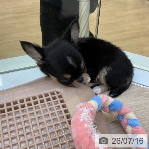 チワワの写真