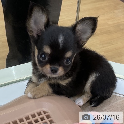 チワワの写真