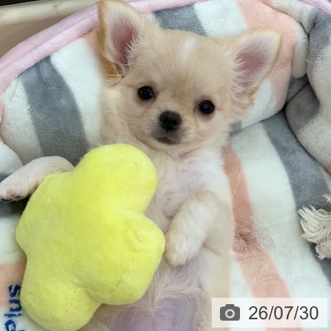 チワワの写真