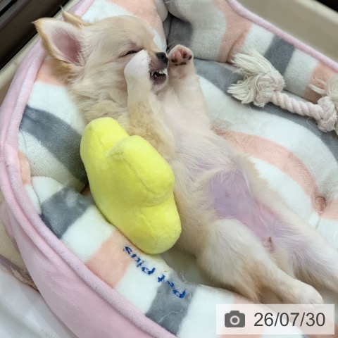 チワワの写真