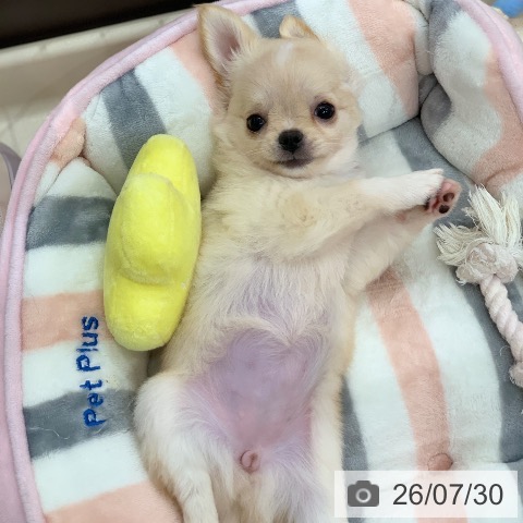 チワワの写真