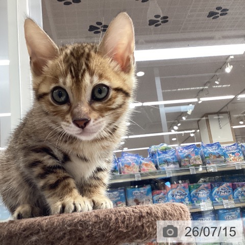 愛知県のベンガル (ペットプラス イオンモール長久手店/2026年5月13日生まれ/女の子/ブラウンスポットタビー)の子猫の3枚目の画像