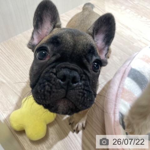 富山県のフレンチブルドッグ (ペットプラス 高岡店/2026年5月10日生まれ/男の子/フォーン)の子犬の4枚目の画像
