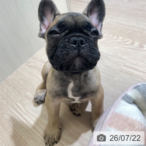 富山県のフレンチブルドッグ (ペットプラス 高岡店/2026年5月10日生まれ/男の子/フォーン)の子犬の3枚目の画像