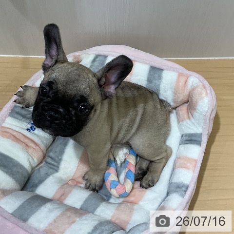 フレンチ・ブルドッグの写真