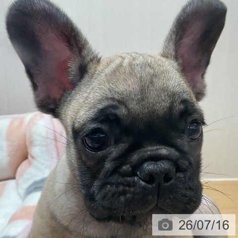 フレンチ・ブルドッグの写真
