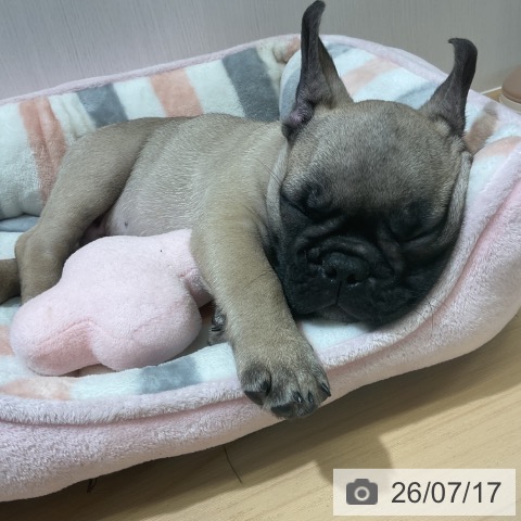 フレンチ・ブルドッグの写真