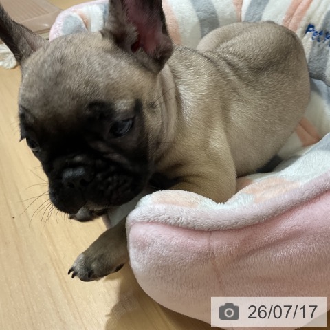 フレンチ・ブルドッグの写真