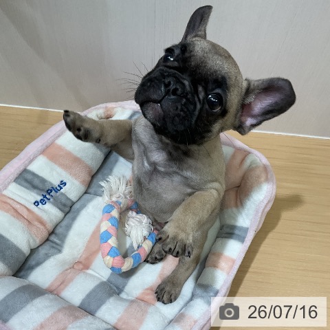 フレンチ・ブルドッグの写真