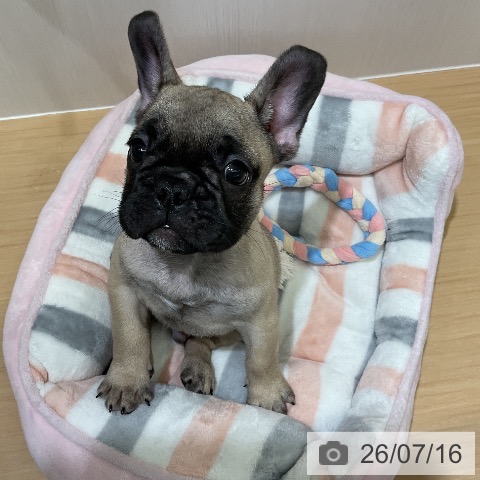 フレンチ・ブルドッグの写真
