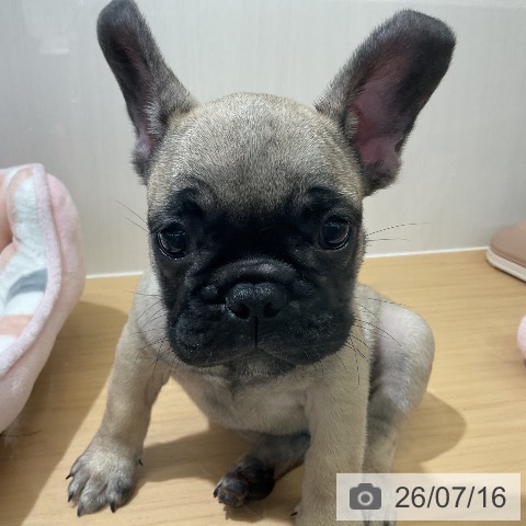 フレンチ・ブルドッグの写真