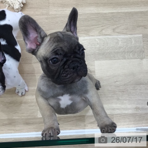 フレンチ・ブルドッグの写真