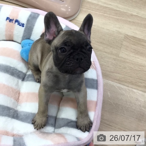 フレンチ・ブルドッグの写真