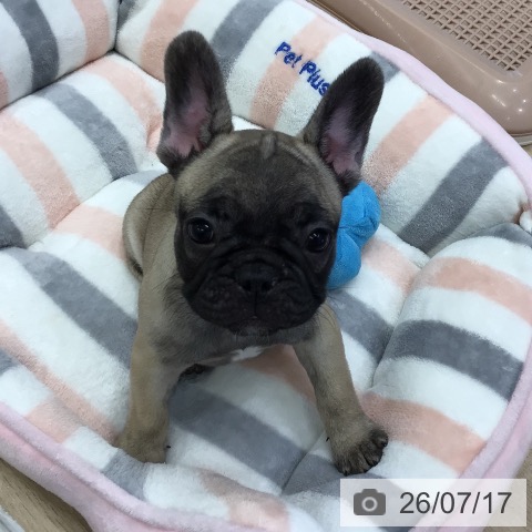 フレンチ・ブルドッグの写真