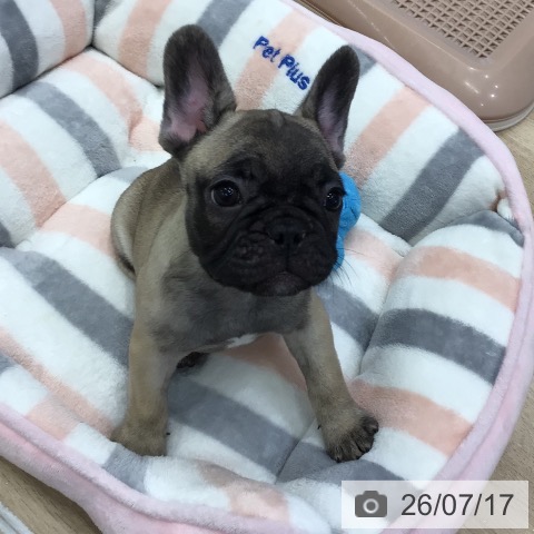 フレンチ・ブルドッグの写真