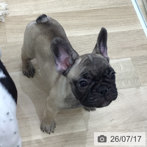 フレンチ・ブルドッグの写真