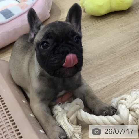 フレンチ・ブルドッグの写真