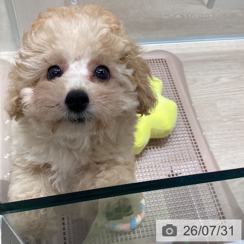 石川県のトイプードル(トイ) (ペットプラス 白山店/2026年5月15日生まれ/女の子/アプリコット)の子犬の4枚目の画像