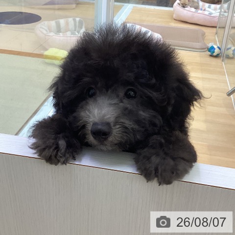 愛知県のトイプードル(トイ) (ペットプラス 三好店/2026年5月15日生まれ/男の子/シルバー)の子犬の4枚目の画像