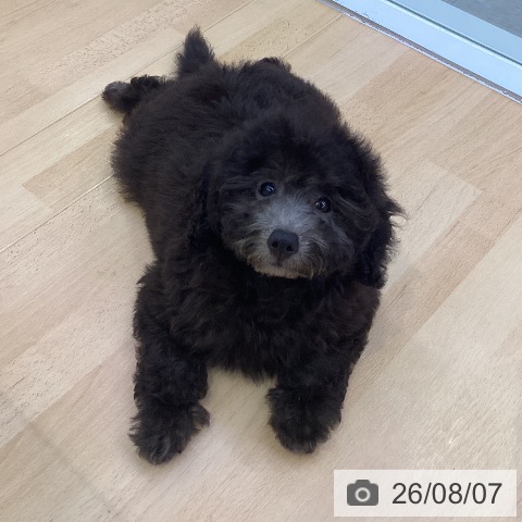 愛知県のトイプードル(トイ) (ペットプラス 三好店/2026年5月15日生まれ/男の子/シルバー)の子犬の3枚目の画像