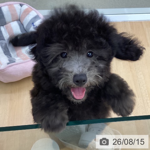 愛知県のトイプードル(トイ) (ペットプラス 三好店/2026年5月15日生まれ/男の子/シルバー)の子犬の4枚目の画像