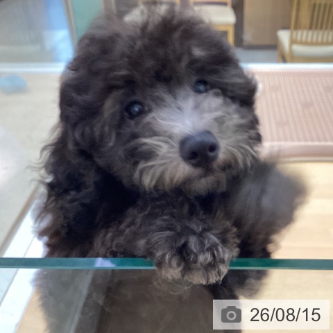 愛知県のトイプードル(トイ) (ペットプラス 三好店/2026年5月15日生まれ/男の子/シルバー)の子犬の3枚目の画像