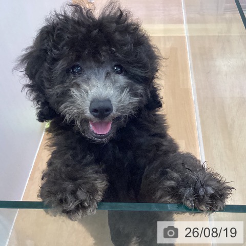 愛知県のトイプードル(トイ) (ペットプラス 三好店/2026年5月15日生まれ/男の子/シルバー)の子犬の3枚目の画像