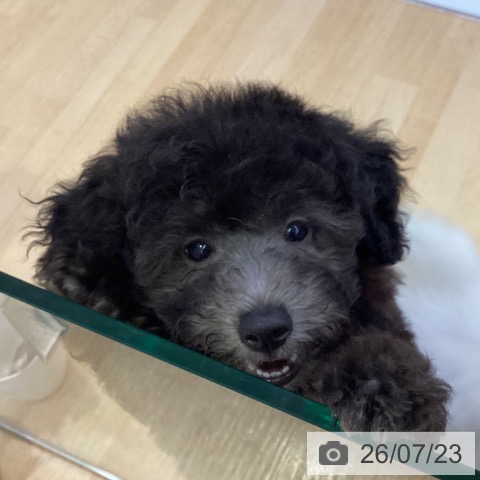 愛知県のトイプードル(トイ) (ペットプラス 三好店/2026年5月15日生まれ/男の子/シルバー)の子犬の3枚目の画像