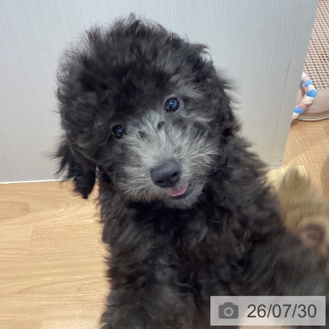 愛知県のトイプードル(トイ) (ペットプラス 三好店/2026年5月15日生まれ/男の子/シルバー)の子犬の3枚目の画像