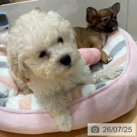 石川県のトイプードル(トイ) (ペットプラス 新小松店/2026年5月14日生まれ/男の子/ホワイト)の子犬の3枚目の画像
