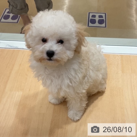 石川県のトイプードル(トイ) (ペットプラス 新小松店/2026年5月14日生まれ/男の子/ホワイト)の子犬の4枚目の画像
