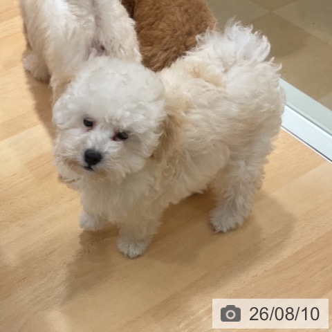石川県のトイプードル(トイ) (ペットプラス 新小松店/2026年5月14日生まれ/男の子/ホワイト)の子犬の3枚目の画像