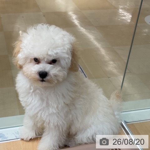 福井県のトイプードル(トイ) (ペットプラス 福井店/2026年5月14日生まれ/男の子/ホワイト)の子犬の3枚目の画像