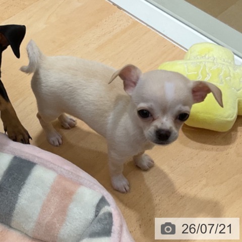 チワワの写真