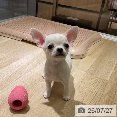 愛知県のチワワ(ロング) (ペットプラス イオンモール豊川店/2026年5月14日生まれ/男の子/クリームホワイト)の子犬の4枚目の画像