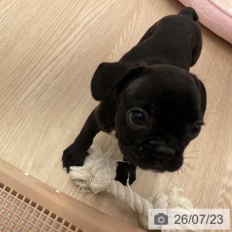フレンチ・ブルドッグの写真