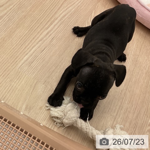 フレンチ・ブルドッグの写真