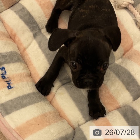 福井県のフレンチブルドッグ (ペットプラス 福井店/2026年5月18日生まれ/男の子/ブリンドル)の子犬の3枚目の画像