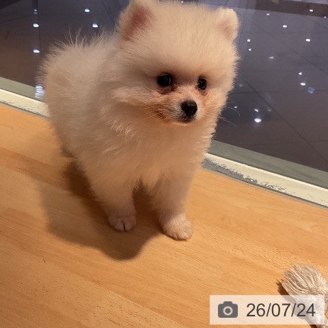 山形県のポメラニアン (ペットプラス 天童店/2026年5月17日生まれ/男の子/クリーム)の子犬の3枚目の画像
