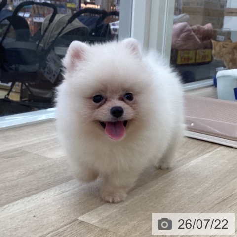 ポメラニアンの写真