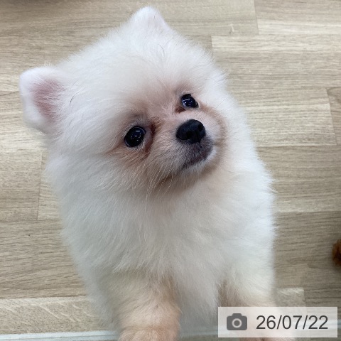 ポメラニアンの写真