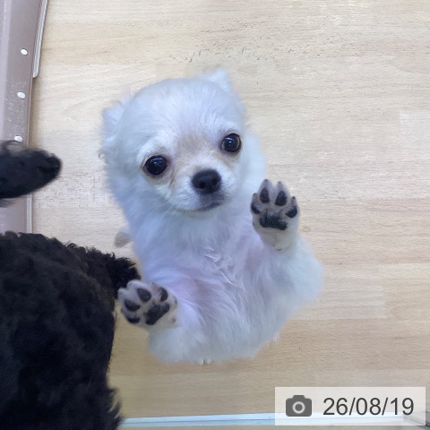 愛知県のチワワ(ロング) (ペットプラス 三好店/2026年5月16日生まれ/女の子/クリーム)の子犬の4枚目の画像