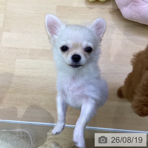チワワの写真