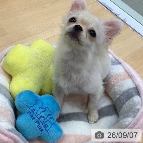 チワワの写真