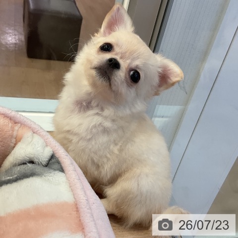 チワワの写真