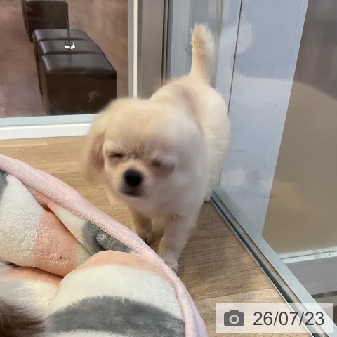 チワワの写真