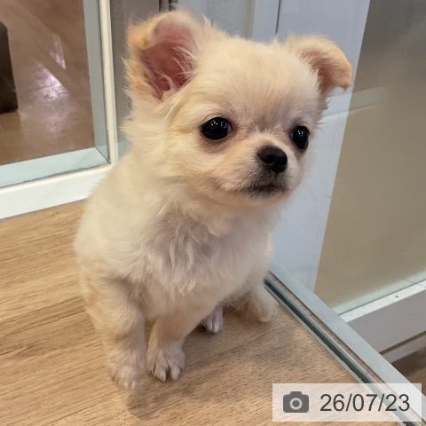 愛知県のチワワ(ロング) (ペットプラス 三好店/2026年5月16日生まれ/女の子/クリーム)の子犬の4枚目の画像