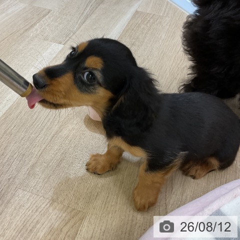 愛知県のカニンヘンダックスフンド(ロング) (ペットプラス mozoワンダーシティ店/2026年5月19日生まれ/男の子/ブラックタン)の子犬の3枚目の画像
