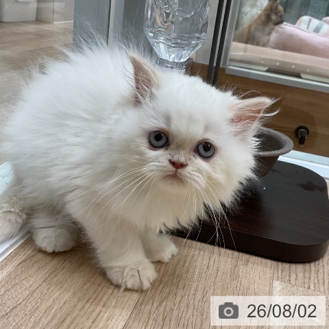 ヒマラヤンの写真