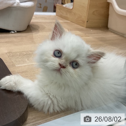 ヒマラヤンの写真